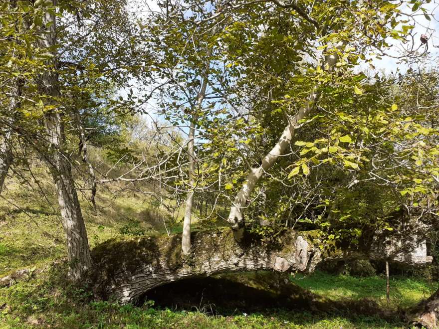 Arborele genealogic