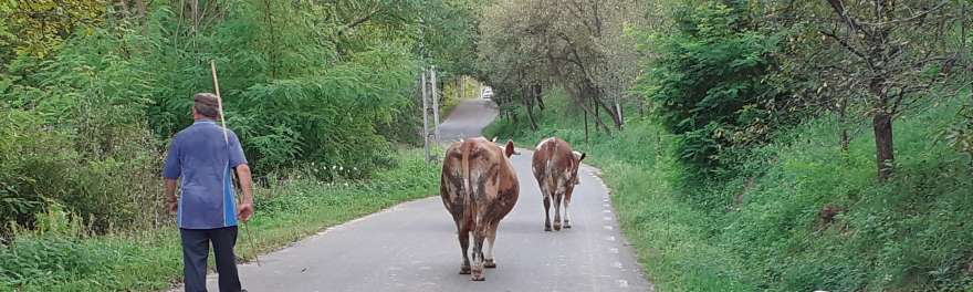 Timpul e relativ atunci când mergi cu vaca