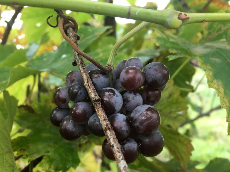 In vino veritas
