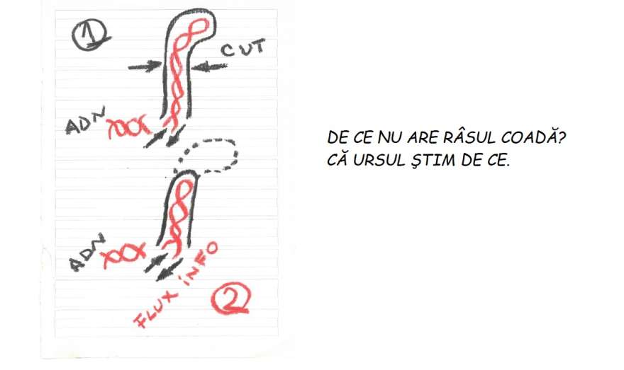 De ce nu are râsul coadă