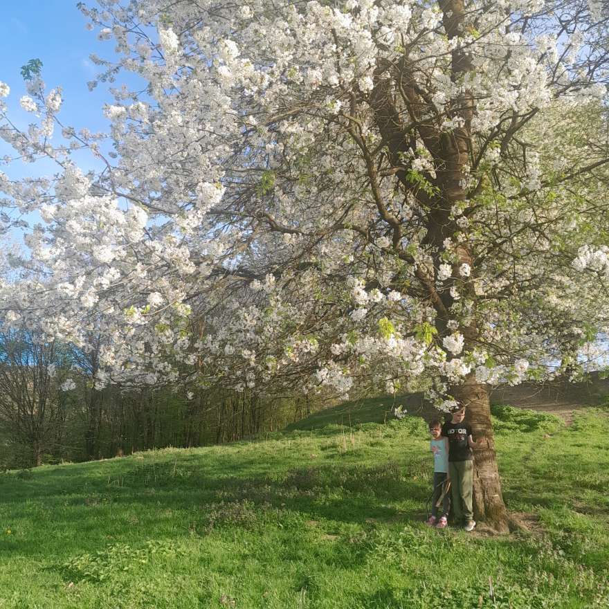Ninge cu flori de cireș