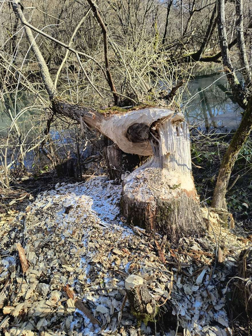 Întoarcerea brebului